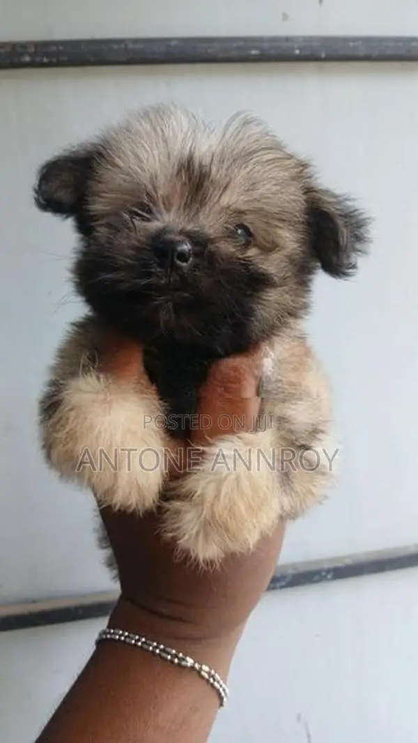 Shih Tzu Puppy