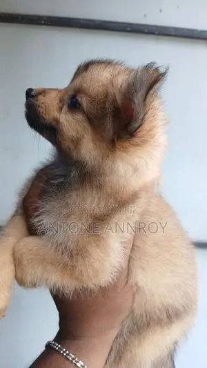 Lion Pomeranian Puppies