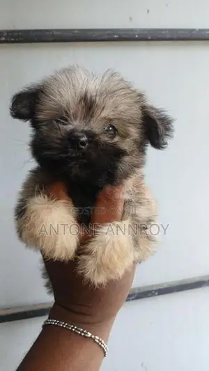 Shih Tzu Puppy