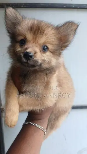 Lion Pomeranian Puppies