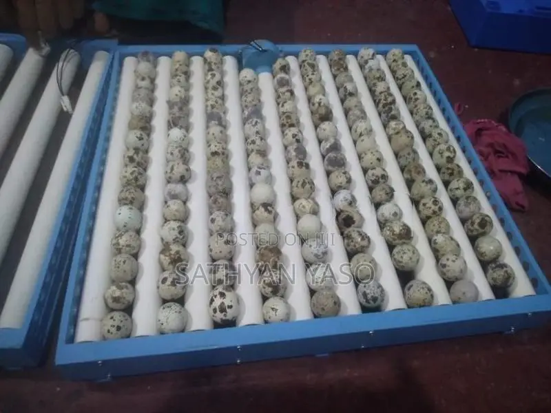 Egg Incubator