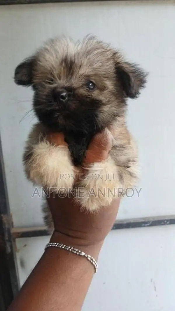Shih Tzu Puppy