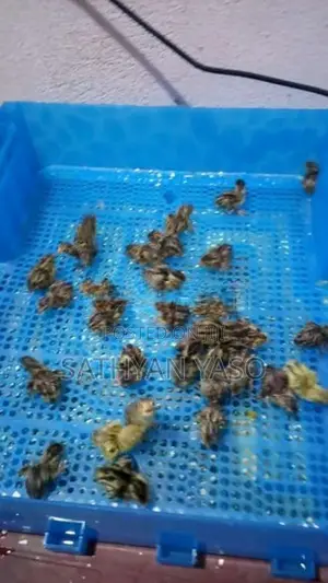 Egg Incubator