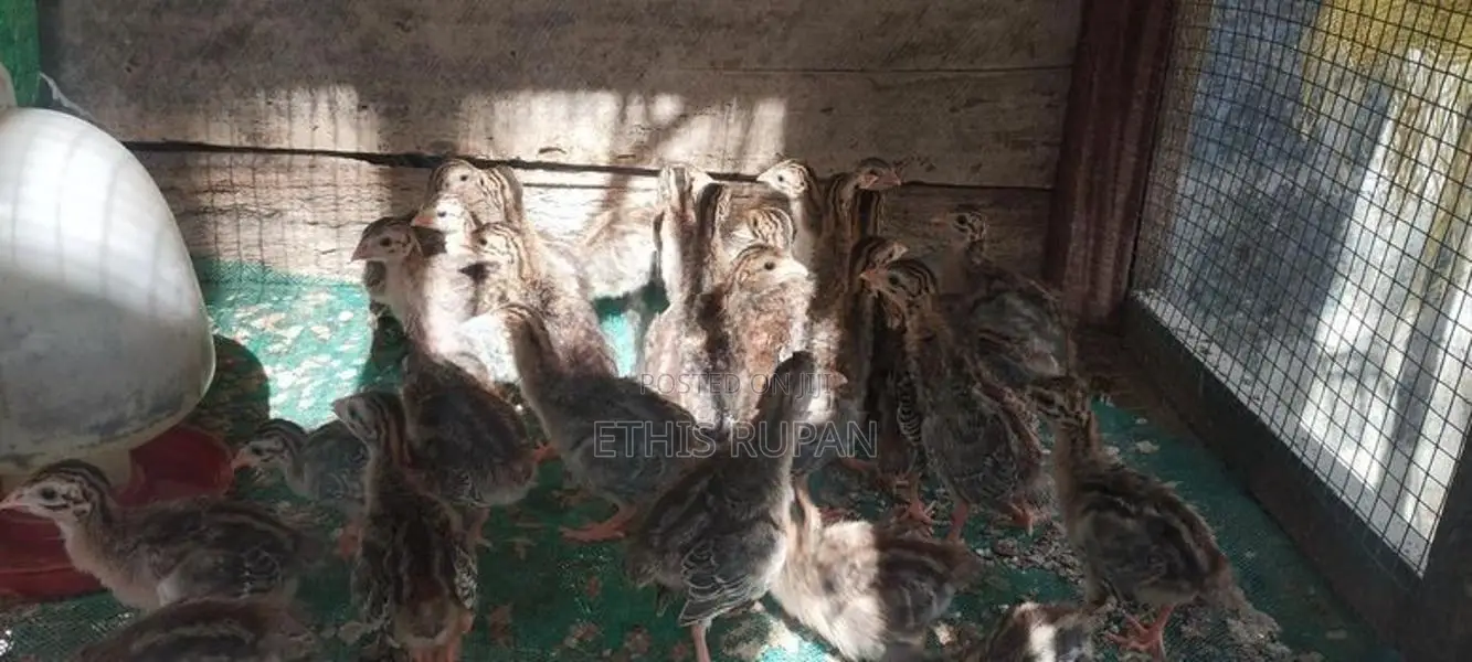 கினிக்கோழி குஞ்சுகள்