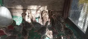 கினிக்கோழி குஞ்சுகள்