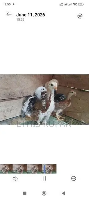 கினிக்கோழி குஞ்சுகள்