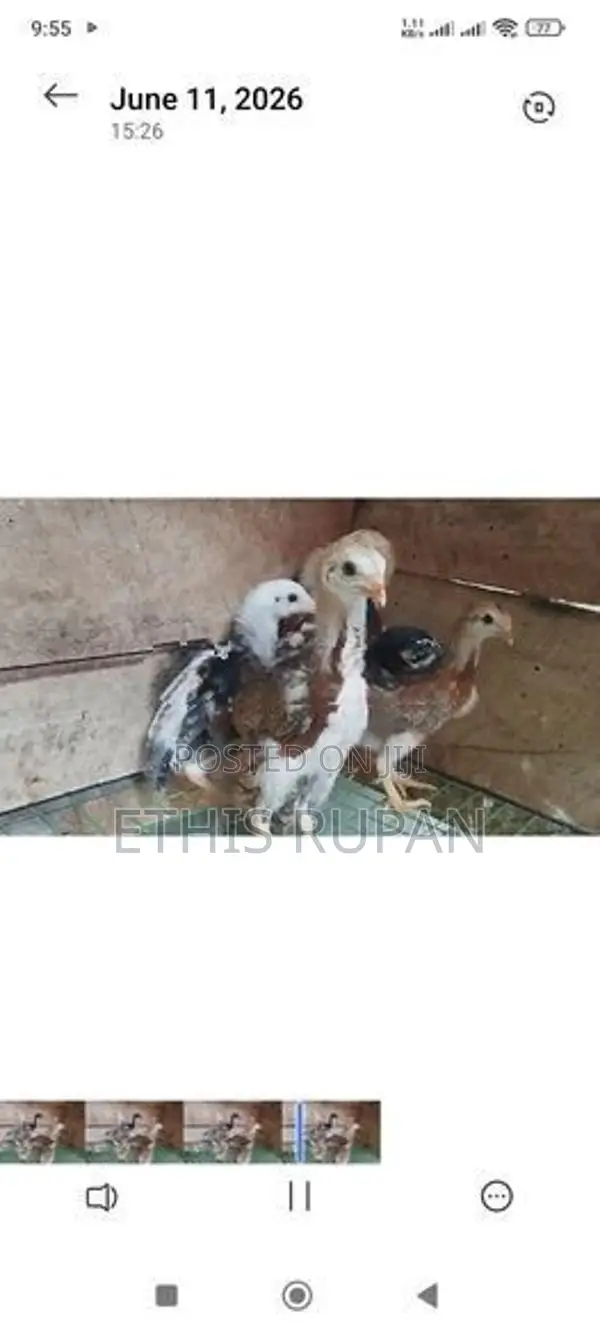 கினிக்கோழி குஞ்சுகள்