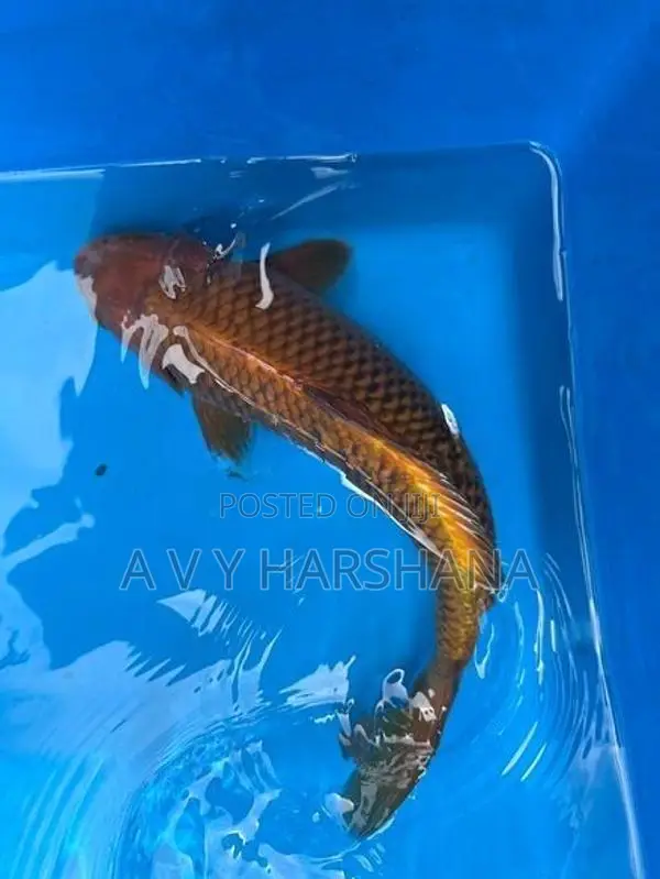Koi Fish