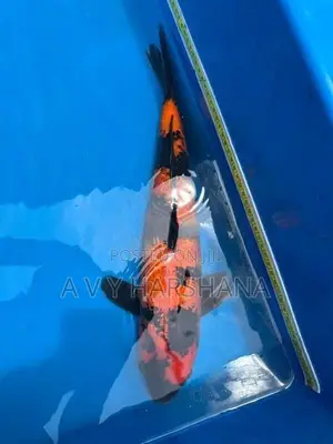 Koi Fish