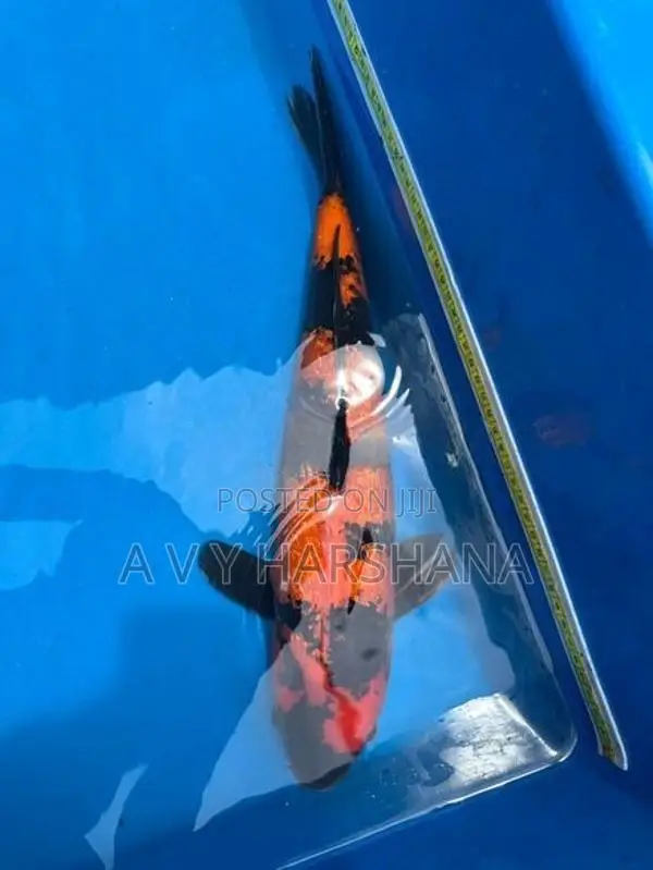 Koi Fish