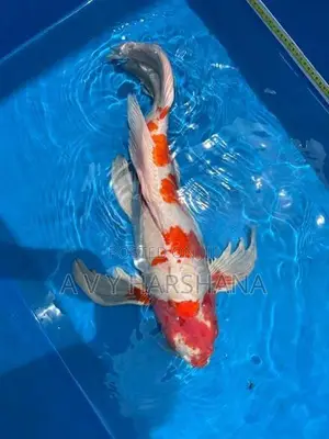 Koi Fish