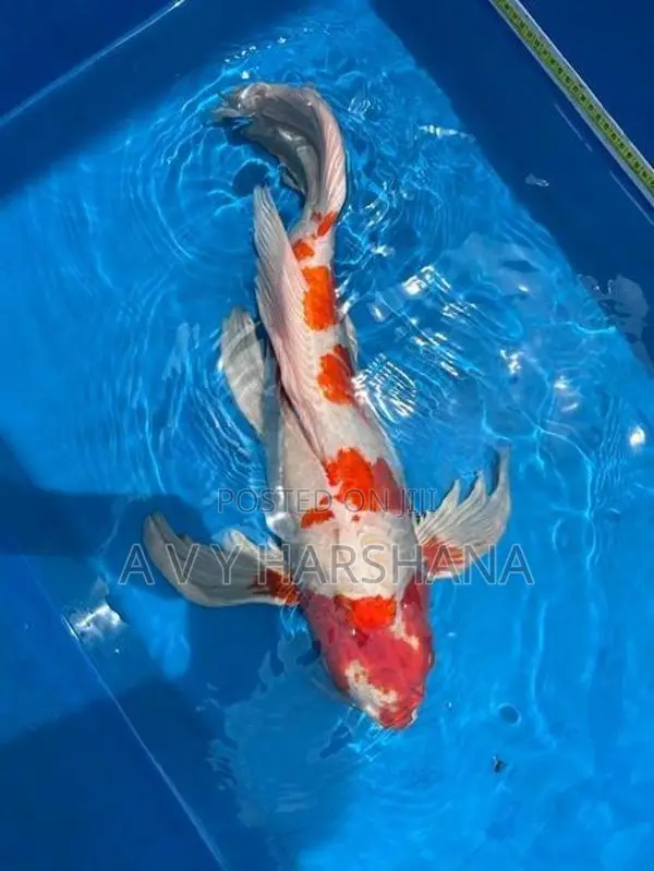 Koi Fish