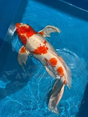 Koi Fish