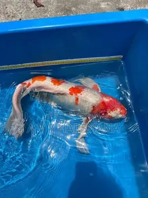 Koi Fish