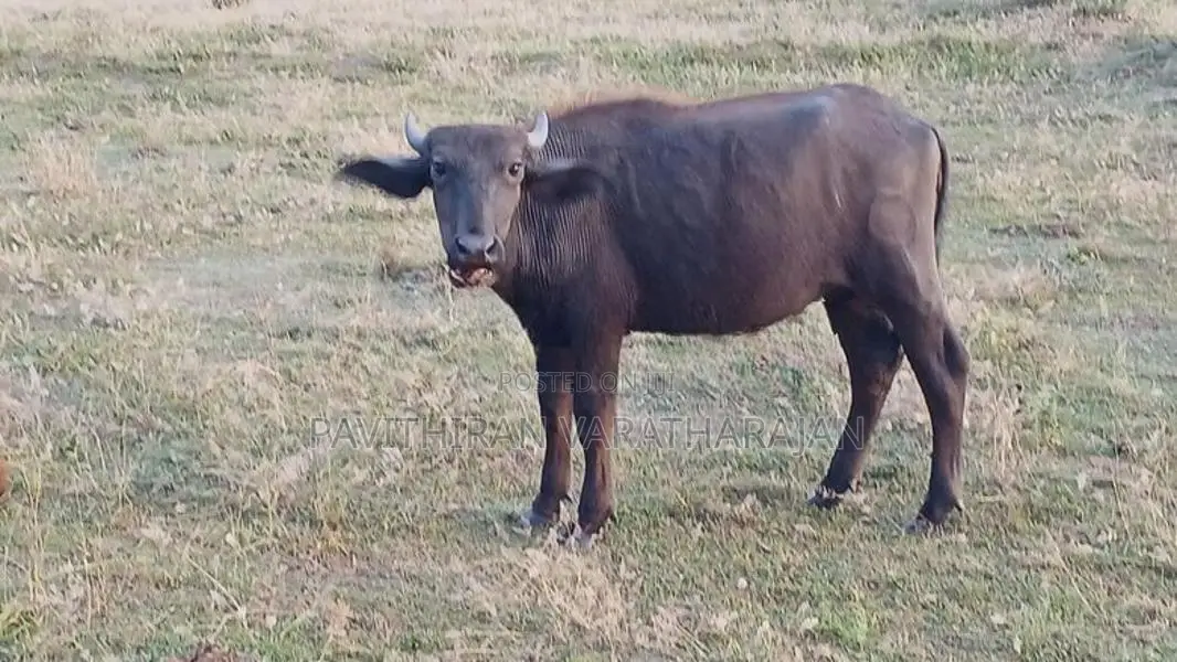 எருமை
