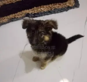 German Shepherd