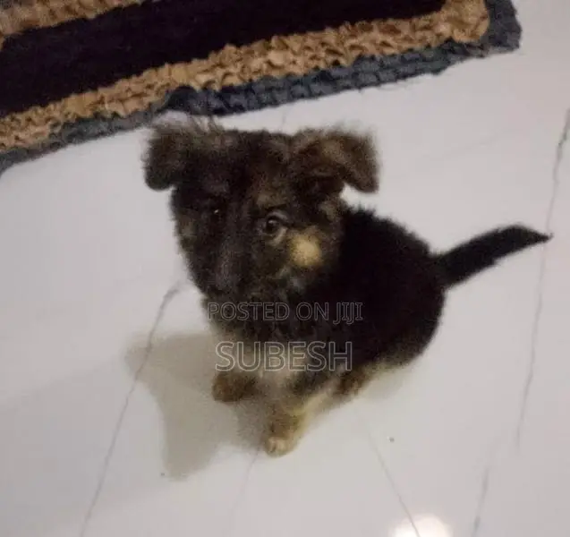 German Shepherd
