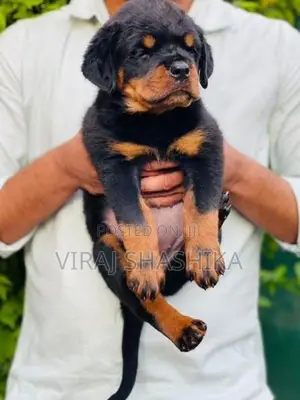 Rottweiler Puppies