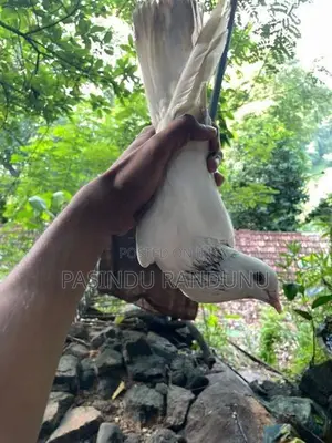 Pigeons