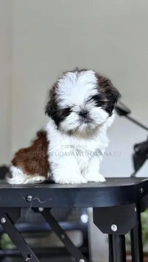 Shih Tzu Puppy