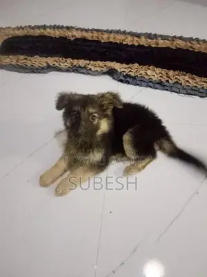 German Shepherd