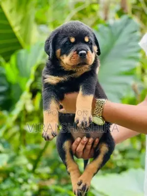 Rottweiler Puppies