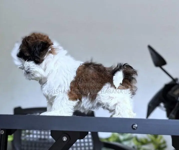 Shih Tzu Puppy