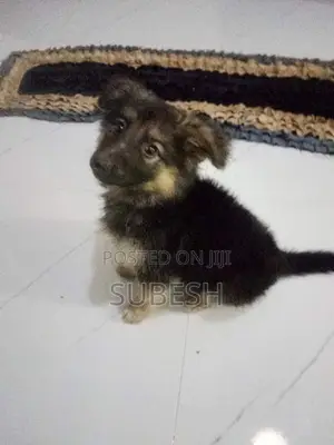 German Shepherd
