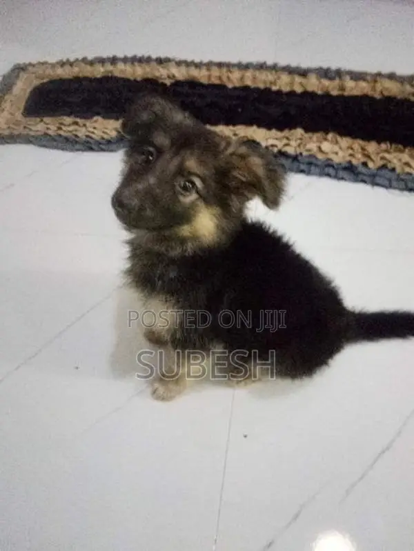 German Shepherd