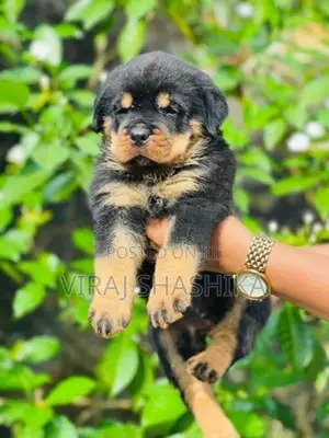 Rottweiler Puppies