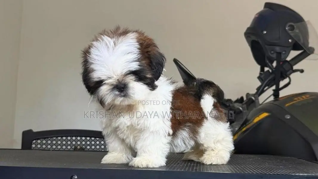 Shih Tzu Puppy