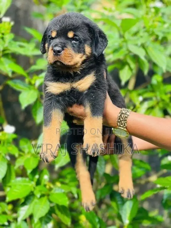 Rottweiler Puppies