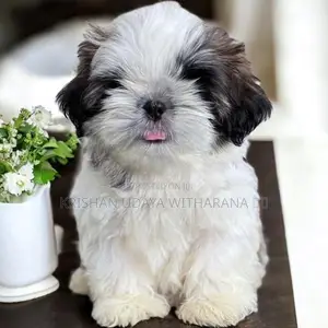 Shih Tzu Puppy