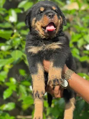 Rottweiler Puppies