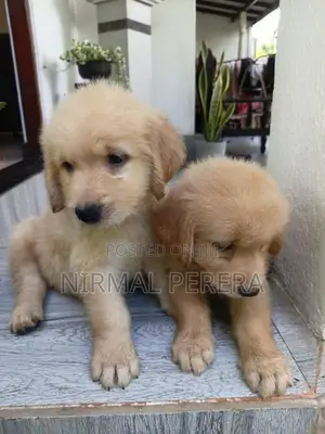 Golden Retriever Puppy