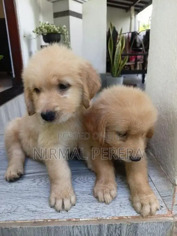 Golden Retriever Puppy