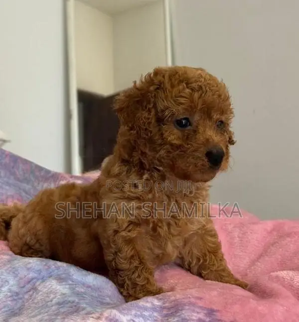 Toy Poodle Puppy