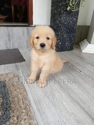 Golden Retriever Puppy