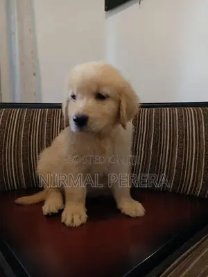 Golden Retriever Puppy