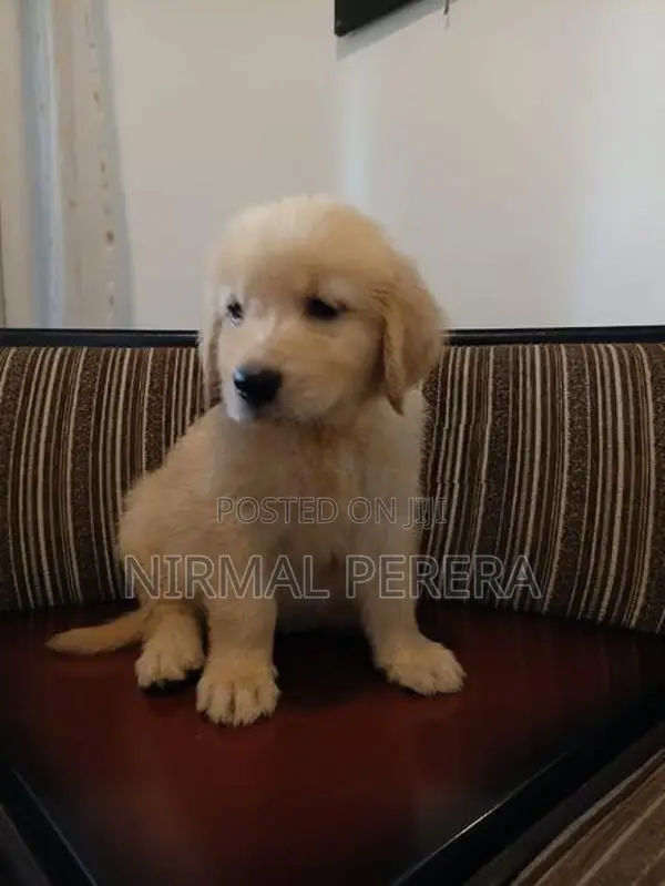 Golden Retriever Puppy