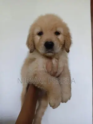 Golden Retriever Puppy