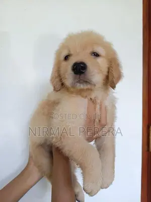 Golden Retriever Puppy