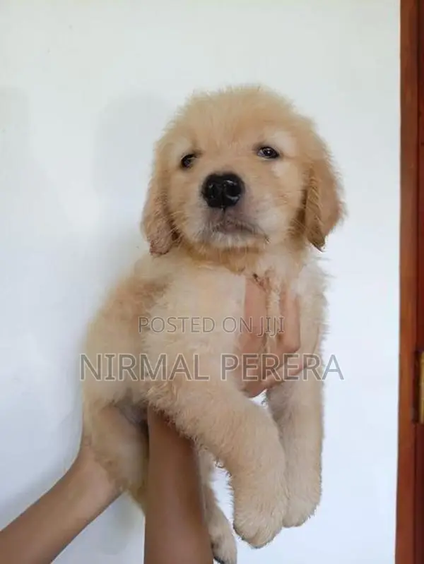 Golden Retriever Puppy