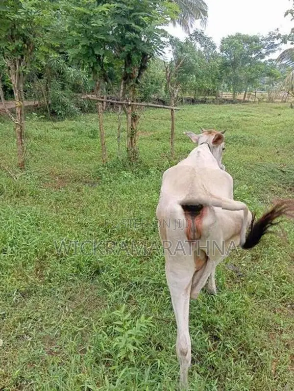 එළ දෙන්නු 02 ක්