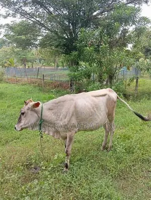 එළ දෙන්නු 02 ක්