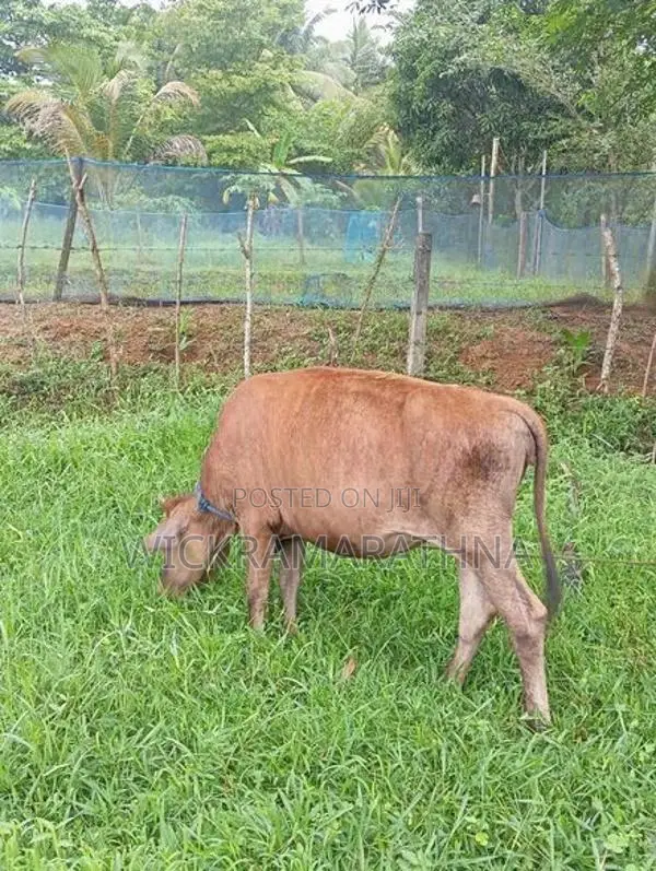 එළ දෙන්නු 02 ක්