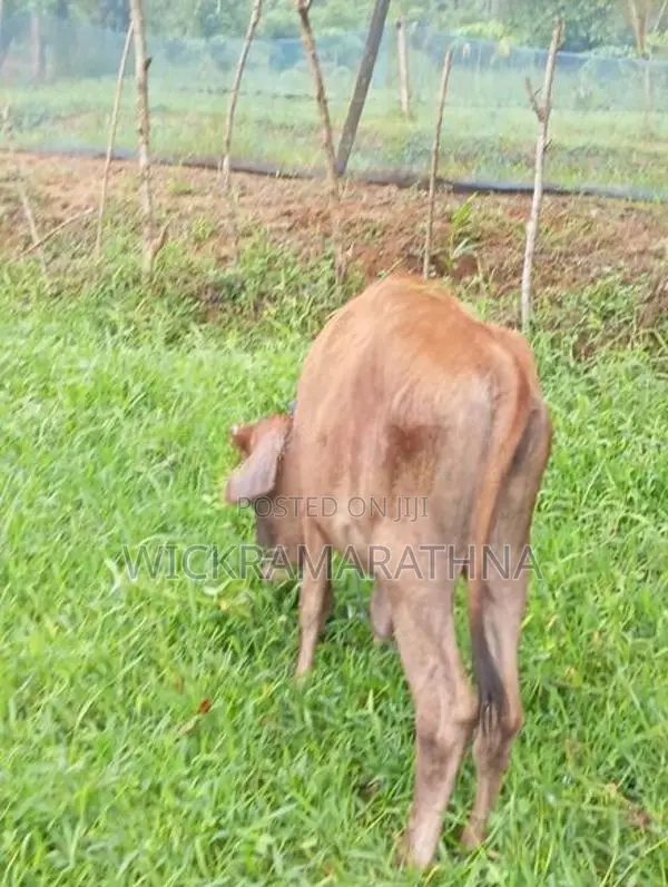 එළ දෙන්නු 02 ක්