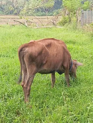 එළ දෙන්නු 02 ක්
