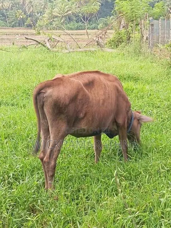 එළ දෙන්නු 02 ක්