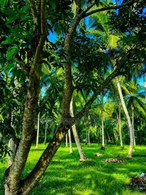 80 Perches Land For Sale in Kuliyapitiya (SSPL-439)